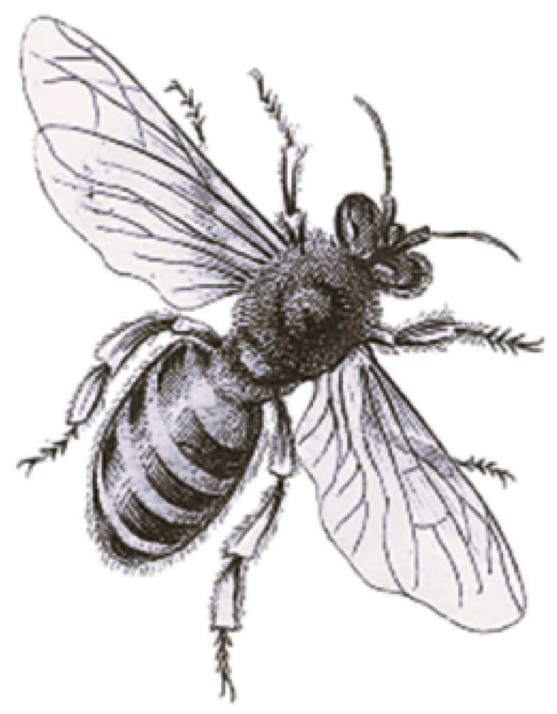 Illustration of a flying bee with detailed wings and body structure.